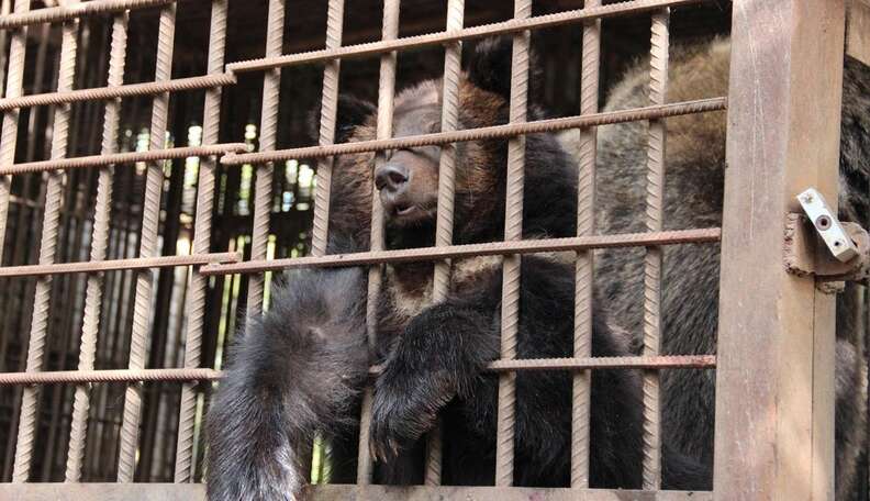 Ukraine's Abandoned Zoo Animals Urgently Need Our Help - The Dodo Ukraine's Abandoned Zoo Animals Urgently Need Our Help - The Dodo