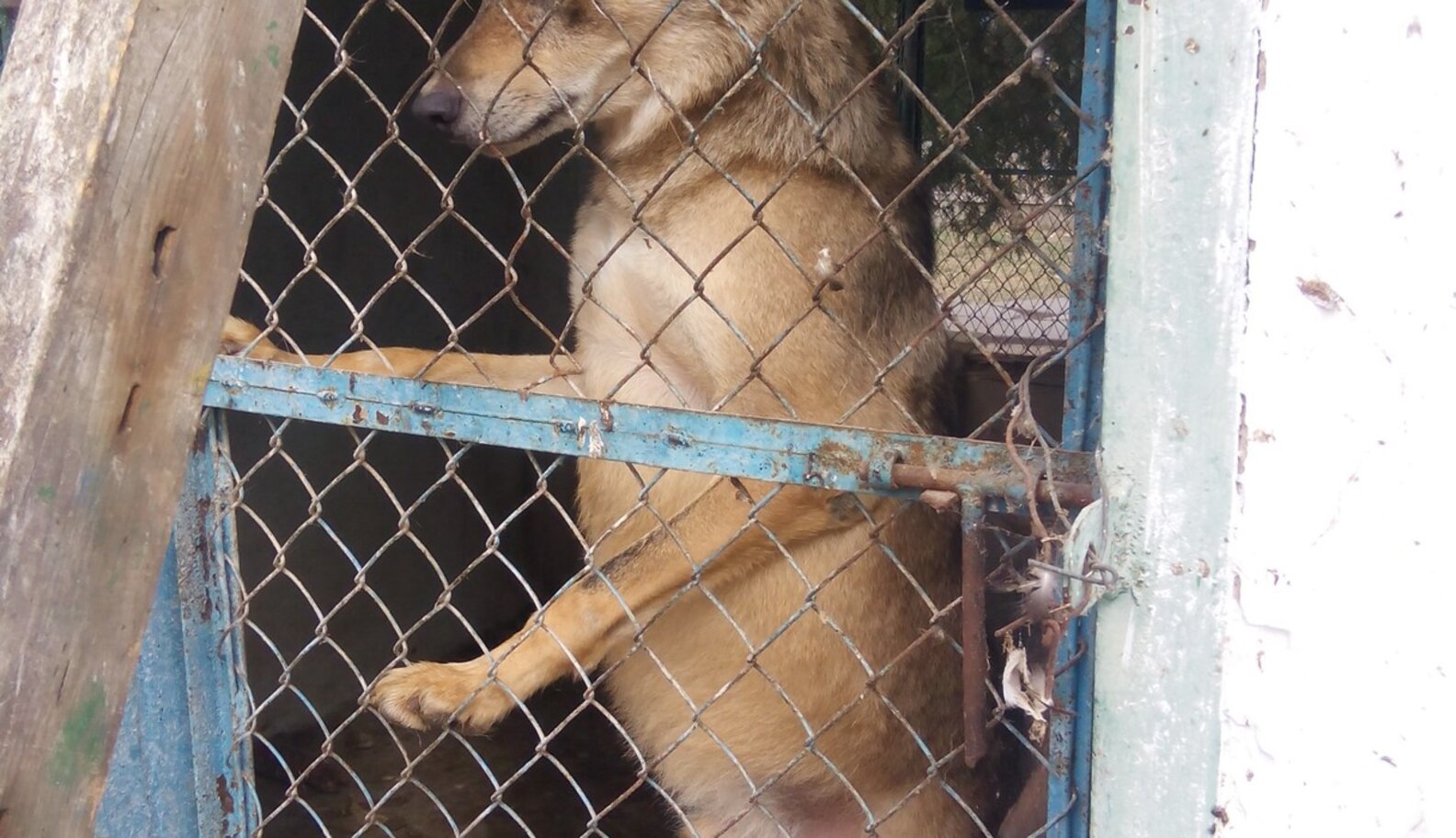 Ukraine’s Abandoned Zoo Animals Urgently Need Our Help The Dodo