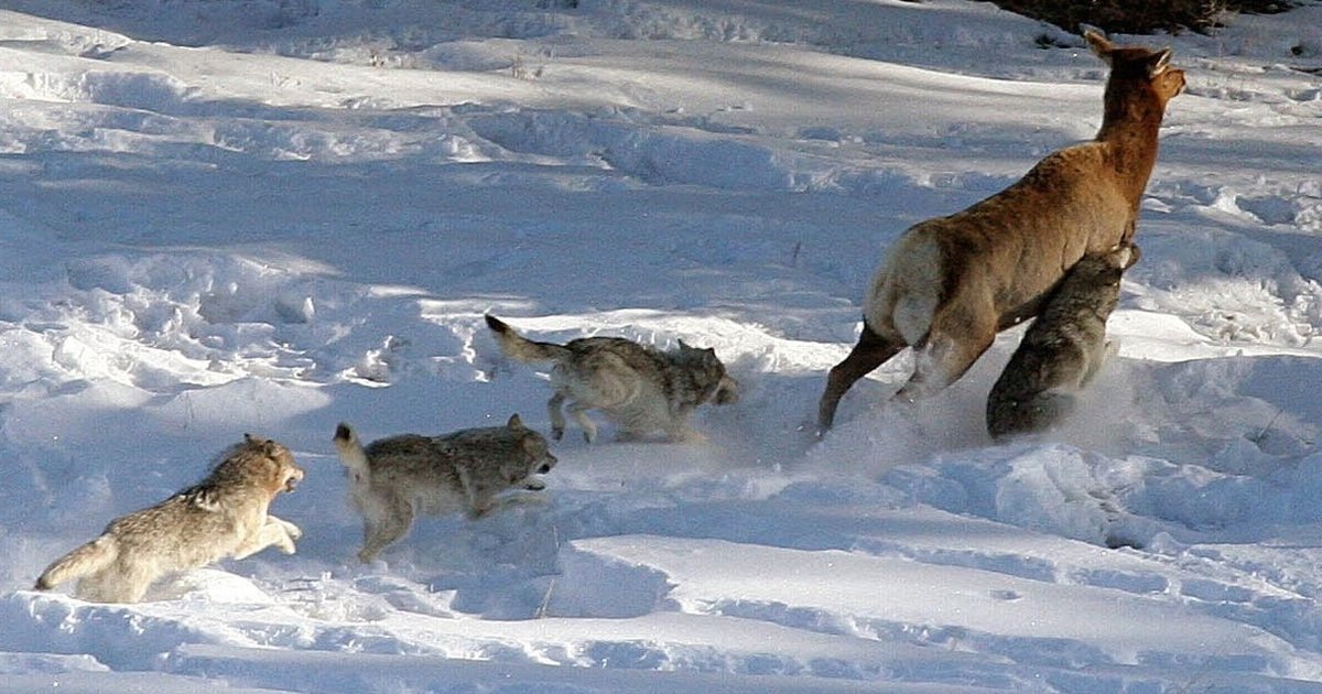 Wolves and Elk in Yellowstone - The Dodo