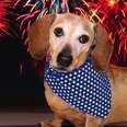 Pet Precautions for the 4th of July