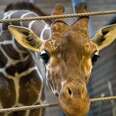Management euthanasia in zoos - time for a new perspective