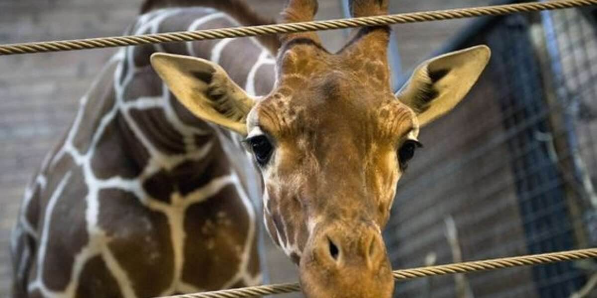 Management euthanasia in zoos - time for a new perspective - The Dodo