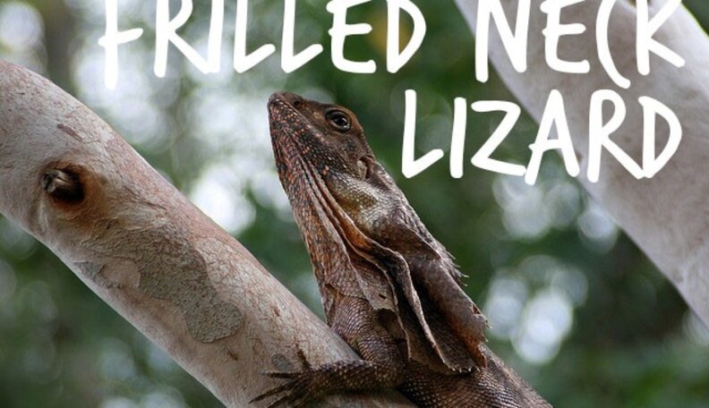 5 Beautifully Bizarre Creatures From All Over The Animal Kingdom - The Dodo
