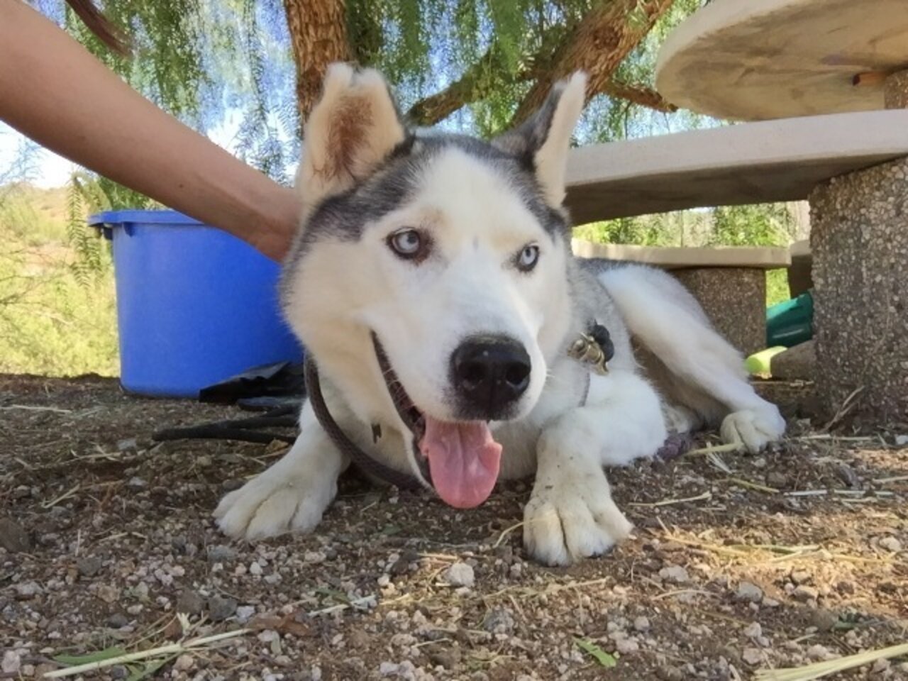 Stray Dog's Microchip Reveals His Dark, Traumatic Past The Dodo