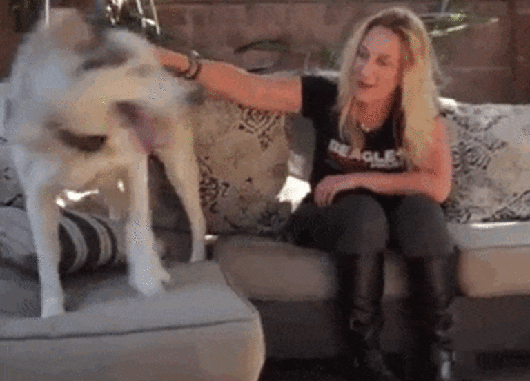 Stray Dog's Microchip Reveals His Dark, Traumatic Past - The Dodo