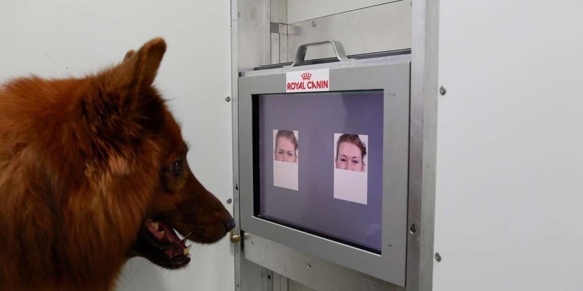 Turns Out, Dogs Really DO Know How You Feel The Dodo