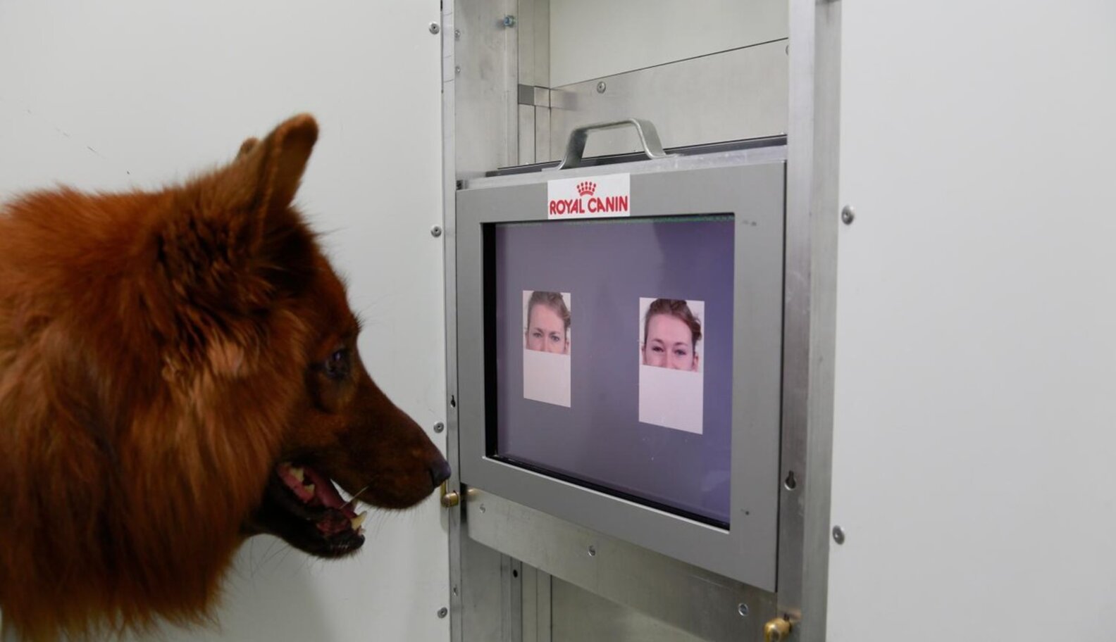 Turns Out, Dogs Really DO Know How You Feel The Dodo