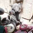 Dog Chained Down In Junk Pile But Help Arrived In Nick Of Time