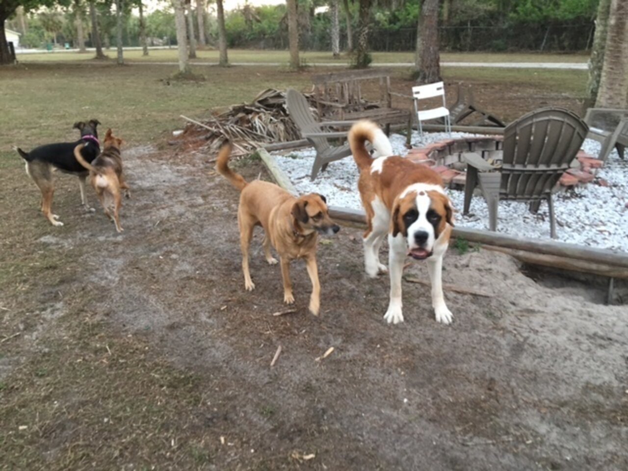 Dog Kept In Cage For A Year Finds New Family The Dodo