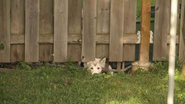 26 Dogs Who Don T Think Your Fence Is Very Neighborly The Dodo