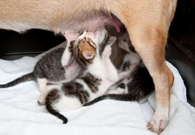 dog nurses kittens
