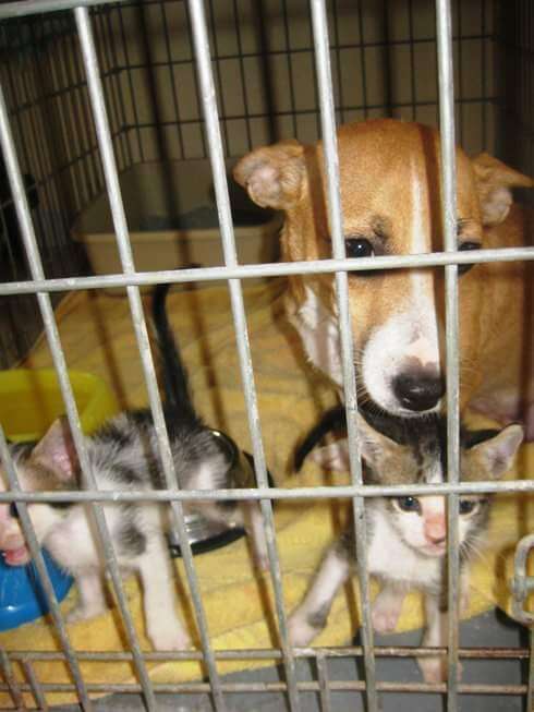 dog nurses kittens