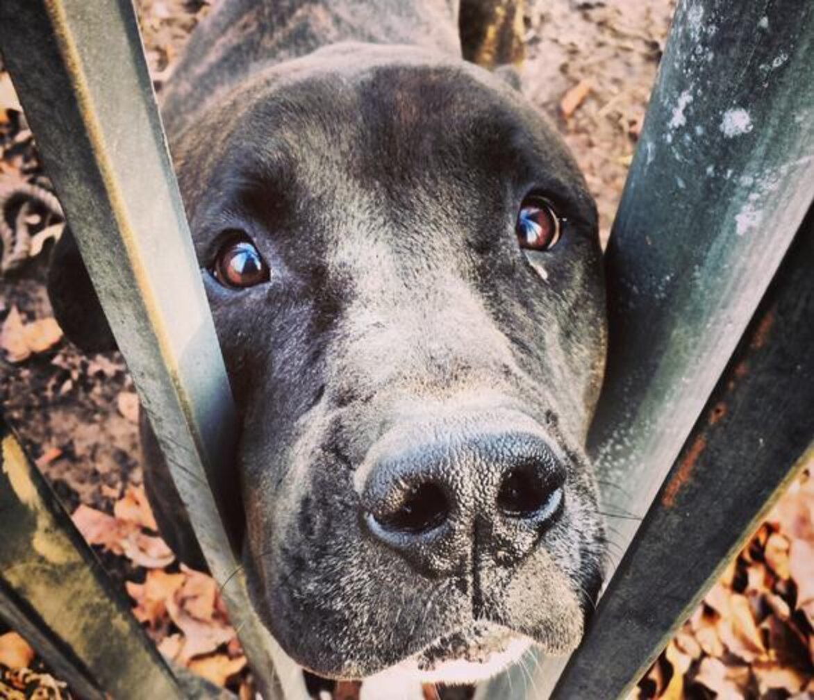 26 Dogs Who Don't Think Your Fence Is Very Neighborly The Dodo