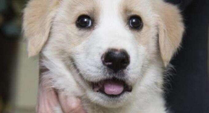 Puppy with two legs
