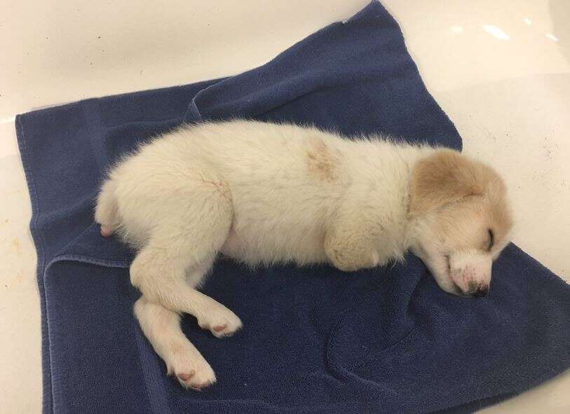 Puppy with two legs sleeping