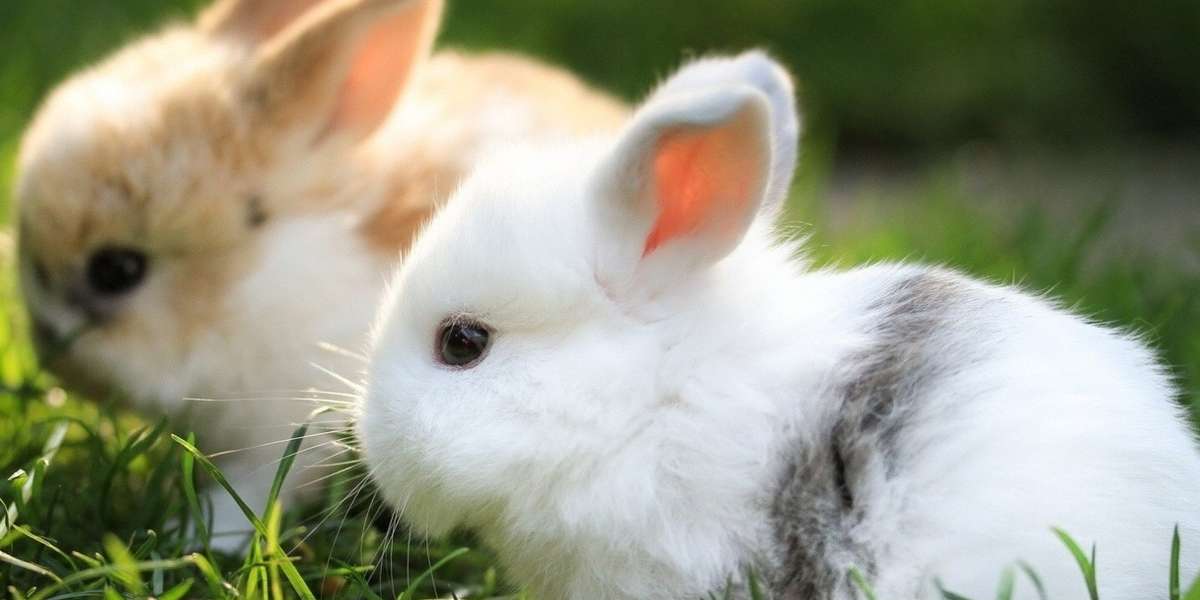 20 Bunnies Who Don't Know What This Spring Thing Is But Love It Already ...