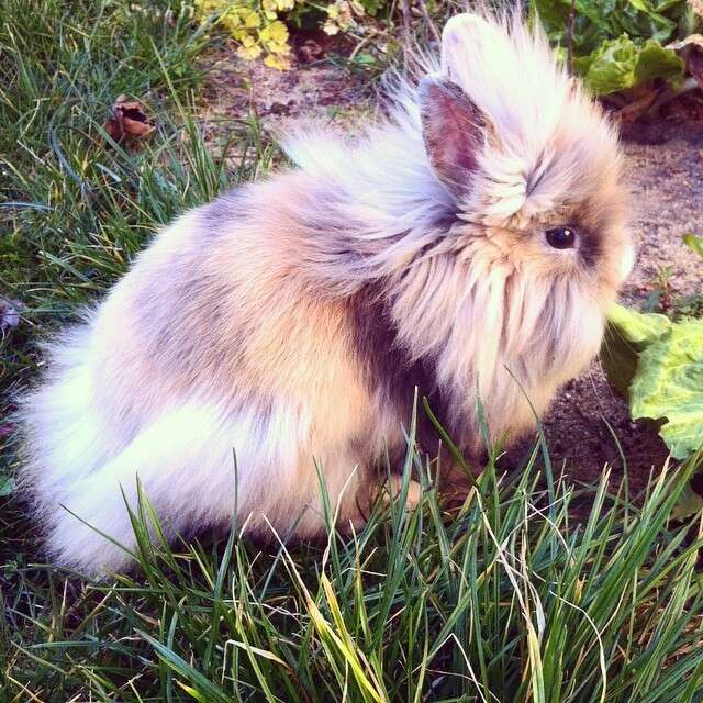 20 Bunnies Who Don't Know What This Spring Thing Is But Love It Already ...