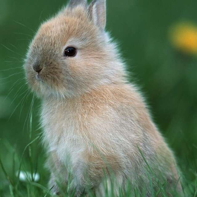 20 Bunnies Who Don't Know What This Spring Thing Is But Love It Already ...