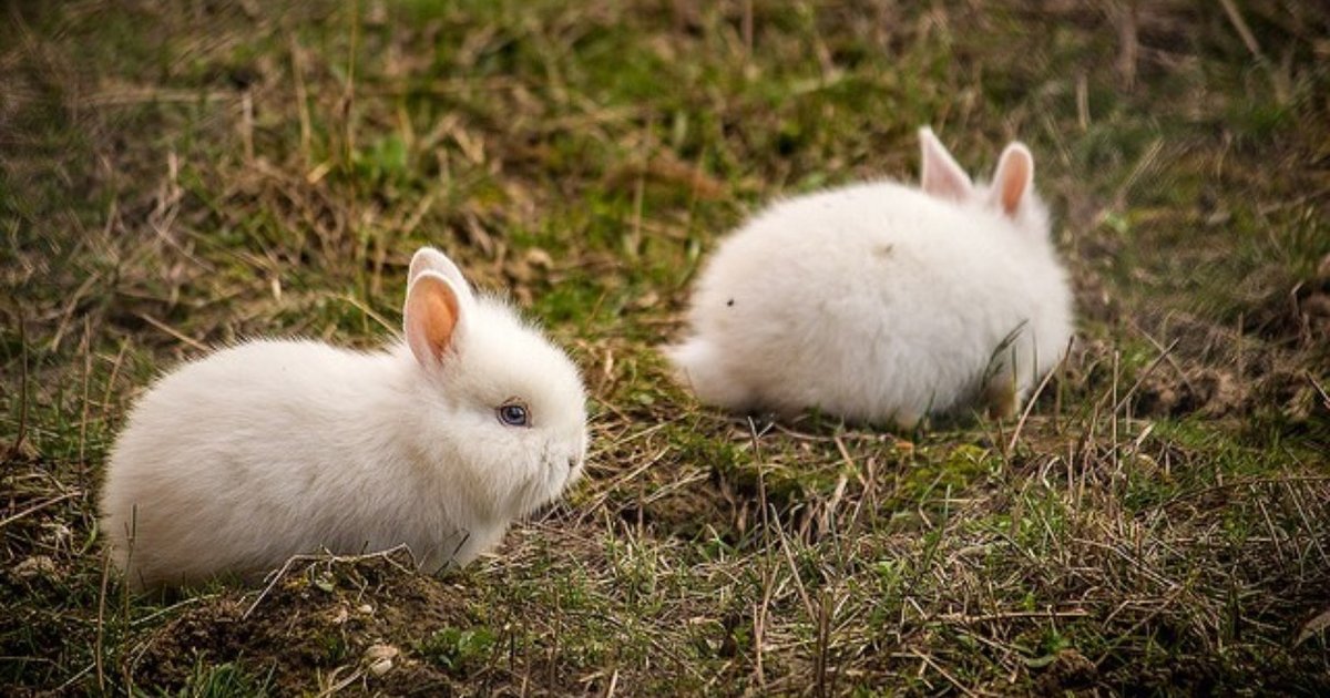 "Bunderground Railroad" Saves Hundreds Of Rabbits From Euthanasia The