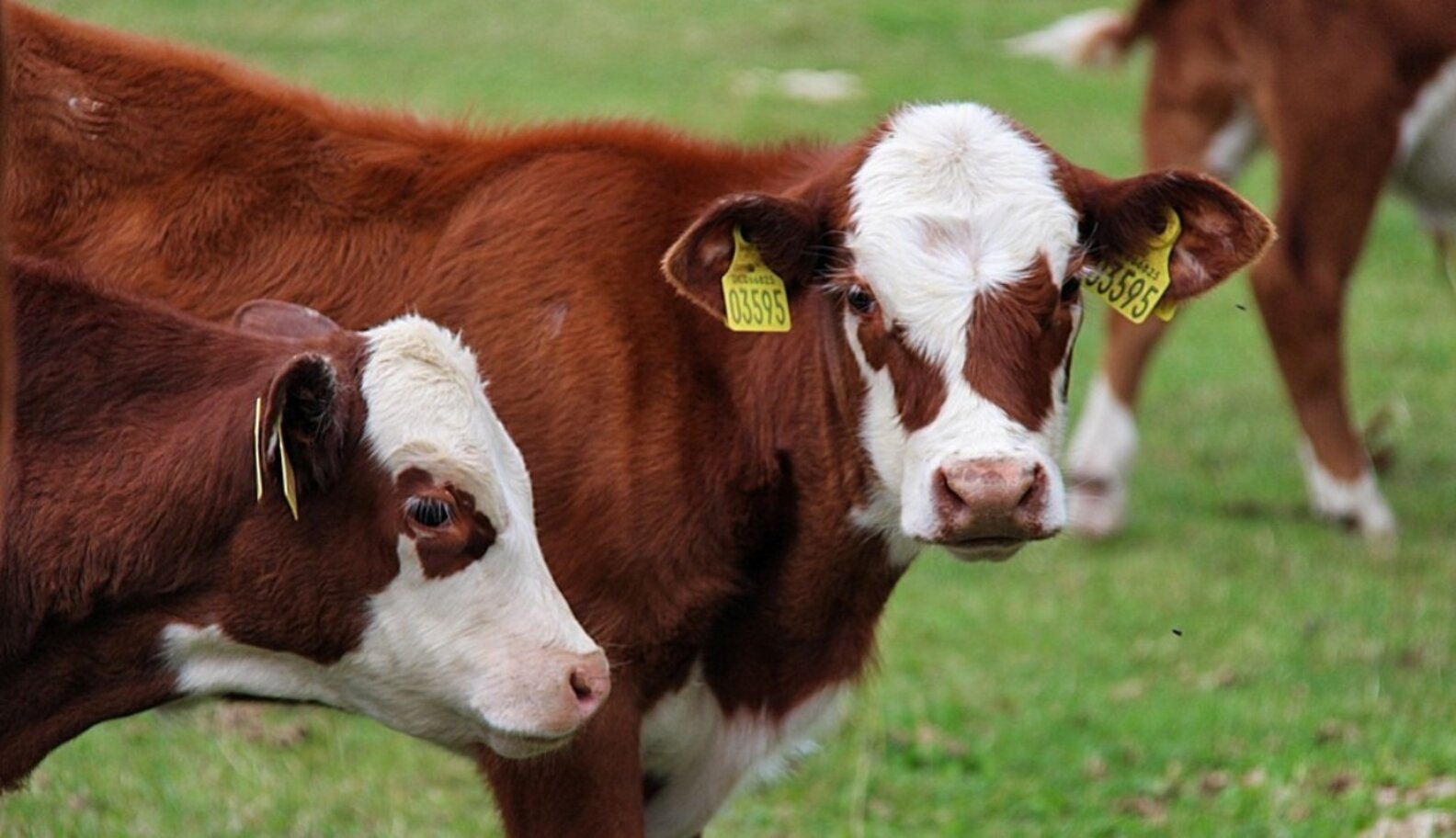 Kentucky 8th State To Ban Inhumane Veal Crates The Dodo