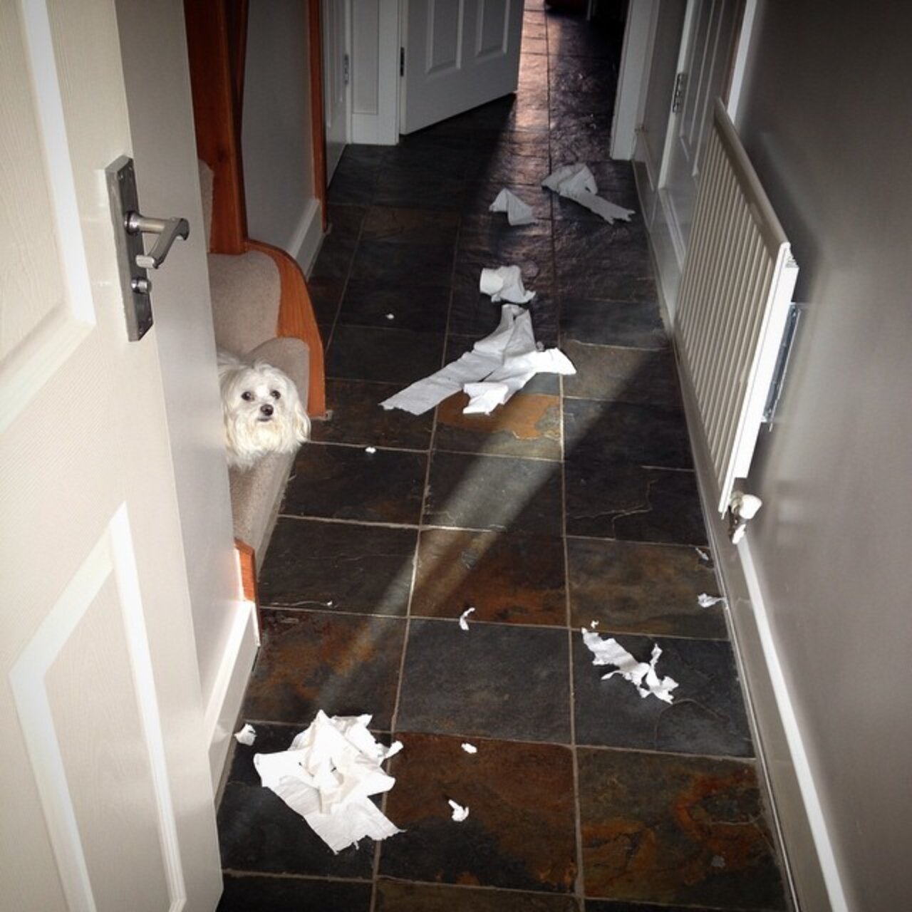 24 Totally Guilty Toilet Paper Assailants The Dodo