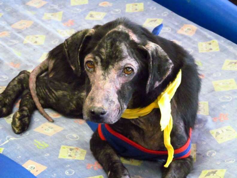 Lucky dog online retreat rescue