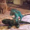 Iguana Will NOT Tolerate Cat Messing With His Girl