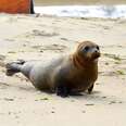 Sick Baby Seal Flips Out When He Sees The Ocean Again