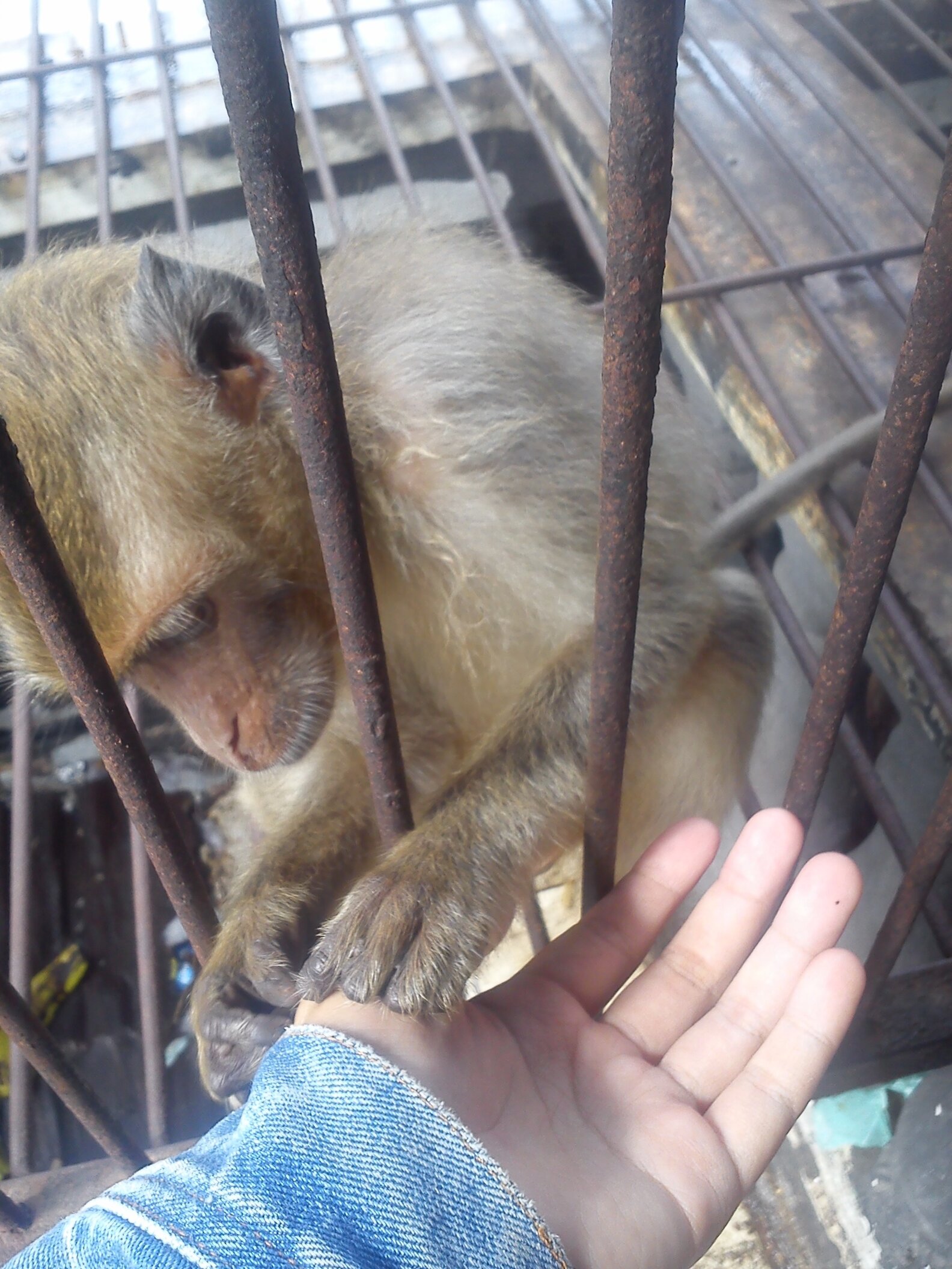Caged Monkey Rescued From Tourist Bar In Indonesia The Dodo