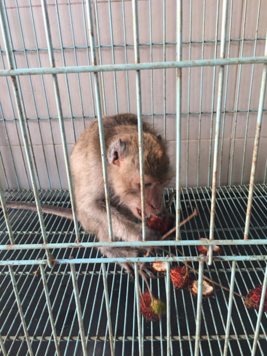 Caged Monkey Rescued From Tourist Bar In Indonesia - The Dodo