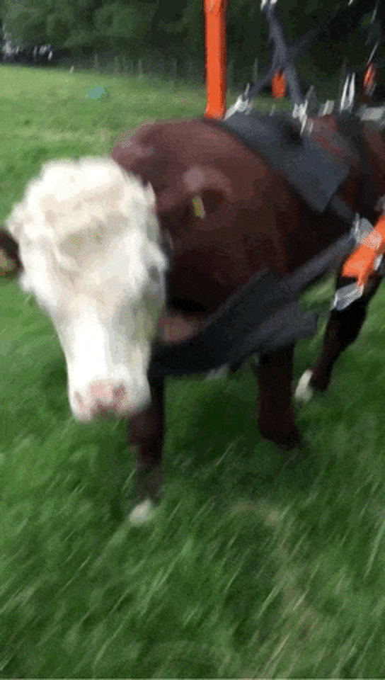 Rescued Bull Has His Own Wheelchair AND A Sheep Best Friend The Dodo