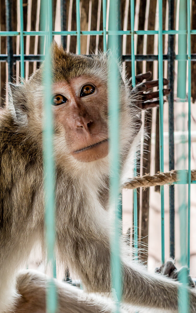 Caged Monkey Rescued From Tourist Bar In Indonesia The Dodo