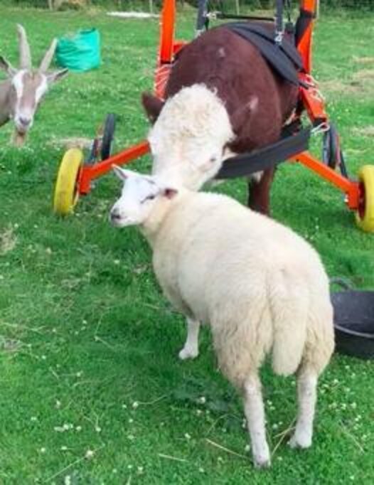Rescued Bull Has His Own Wheelchair AND A Sheep Best Friend The Dodo