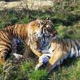 Tigers Once Used For Photo Ops Snuggle Together In Their New Home