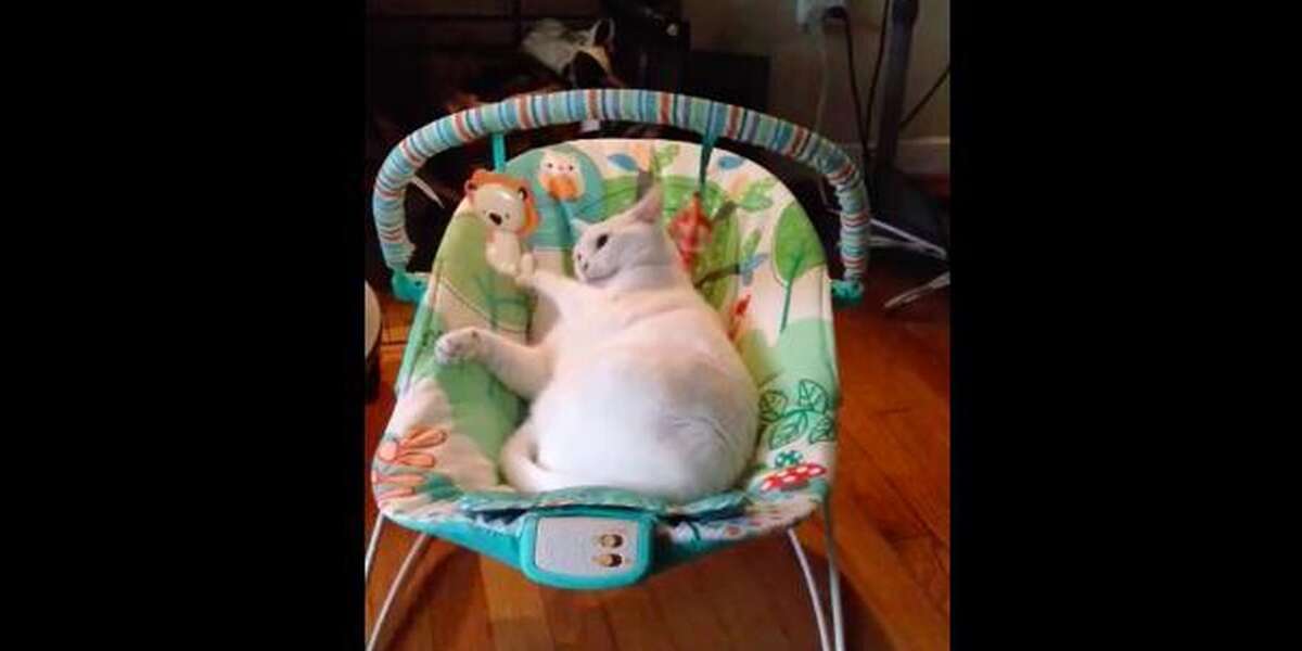 cat loves stuffed animal