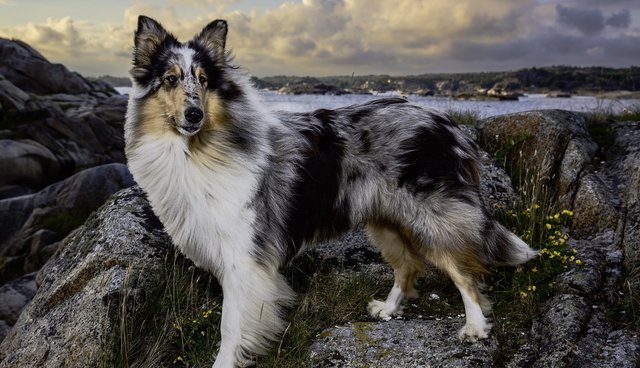 Story Behind The Shot: The Dogs Of Norway - The Dodo