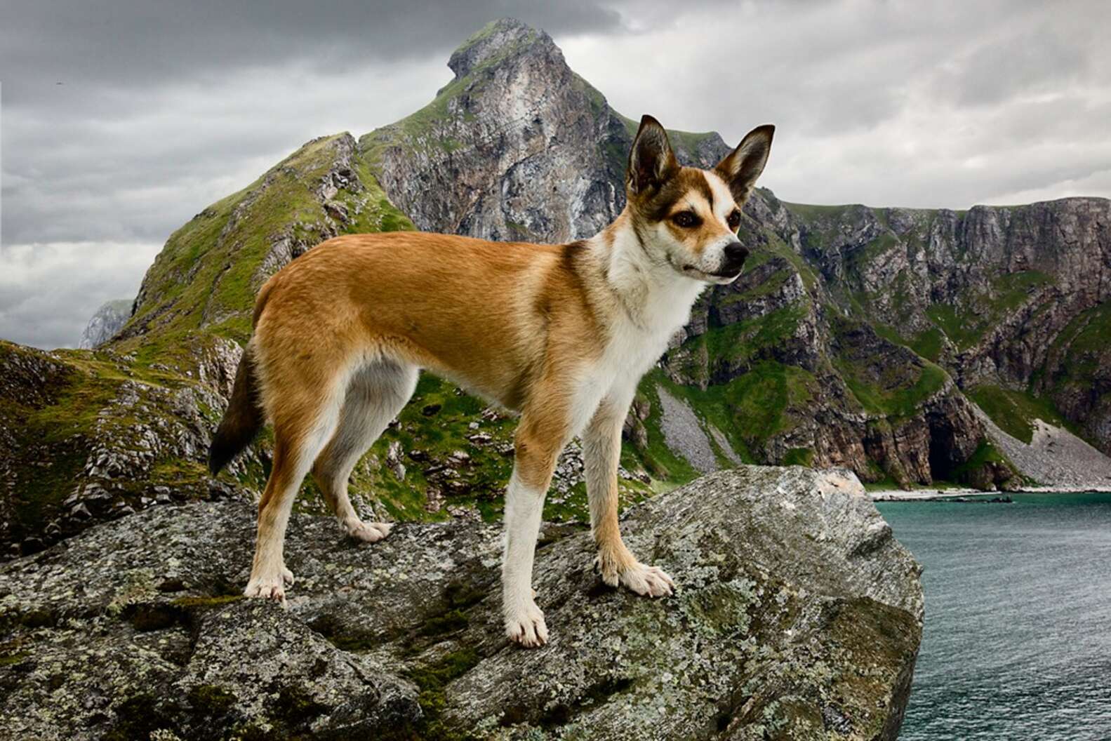 Story Behind The Shot: The Dogs Of Norway - The Dodo