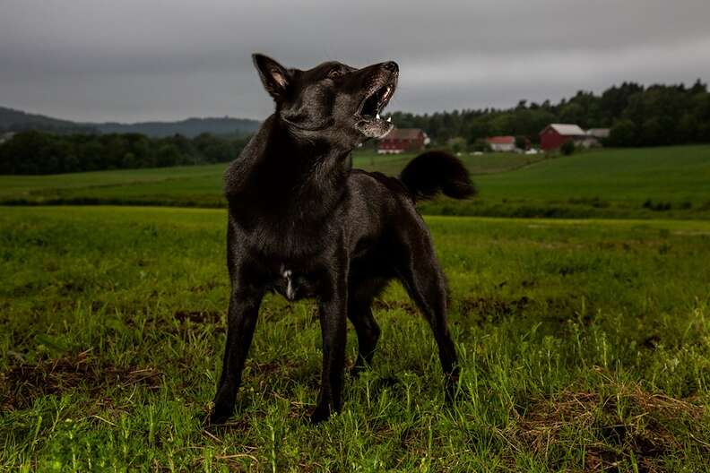 Story Behind The Shot: The Dogs Of Norway - The Dodo