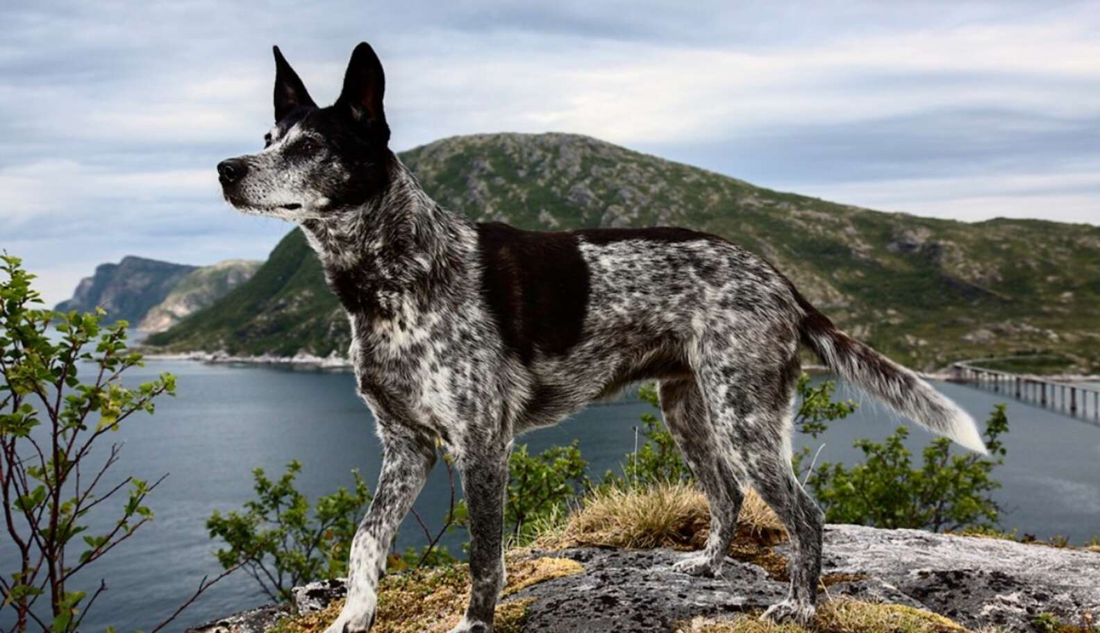 Story Behind The Shot: The Dogs Of Norway - The Dodo