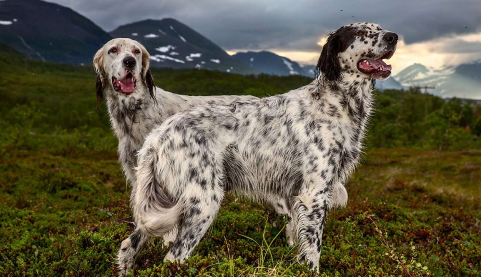 Story Behind The Shot: The Dogs Of Norway - The Dodo