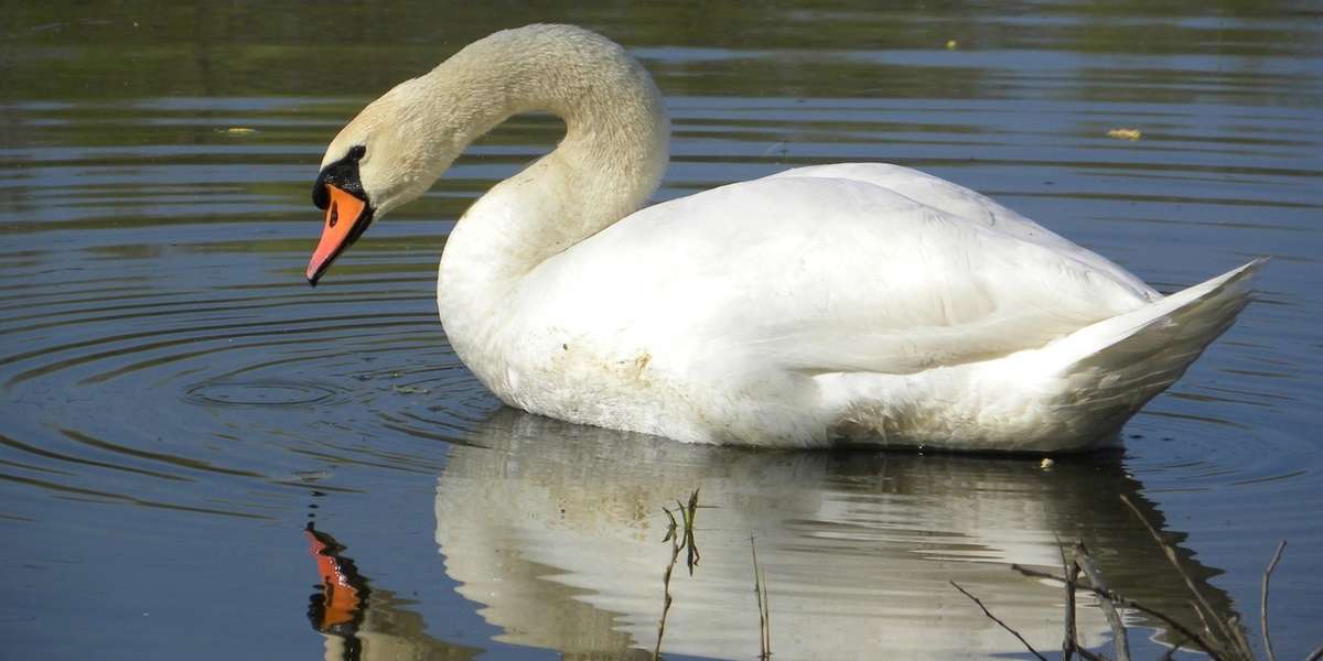 swan-whose-mate-was-killed-at-zoo-dies-of-a-broken-heart-the-dodo