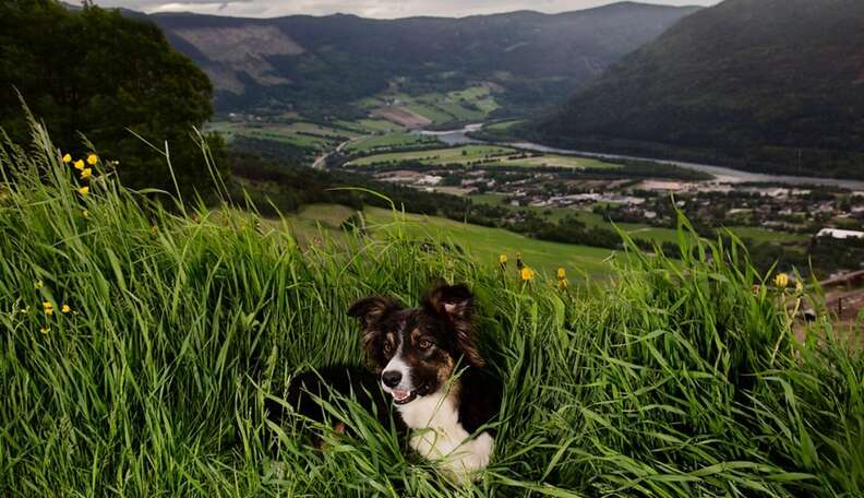 Story Behind The Shot: The Dogs Of Norway - The Dodo