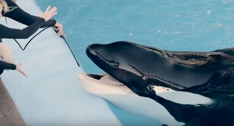 Tilikum the orca during a teeth cleaning at SeaWorld Orlando