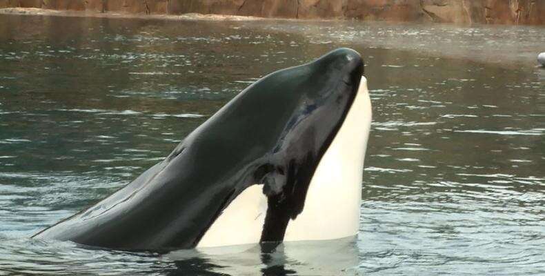 Tilikum the orca at SeaWorld Orlando