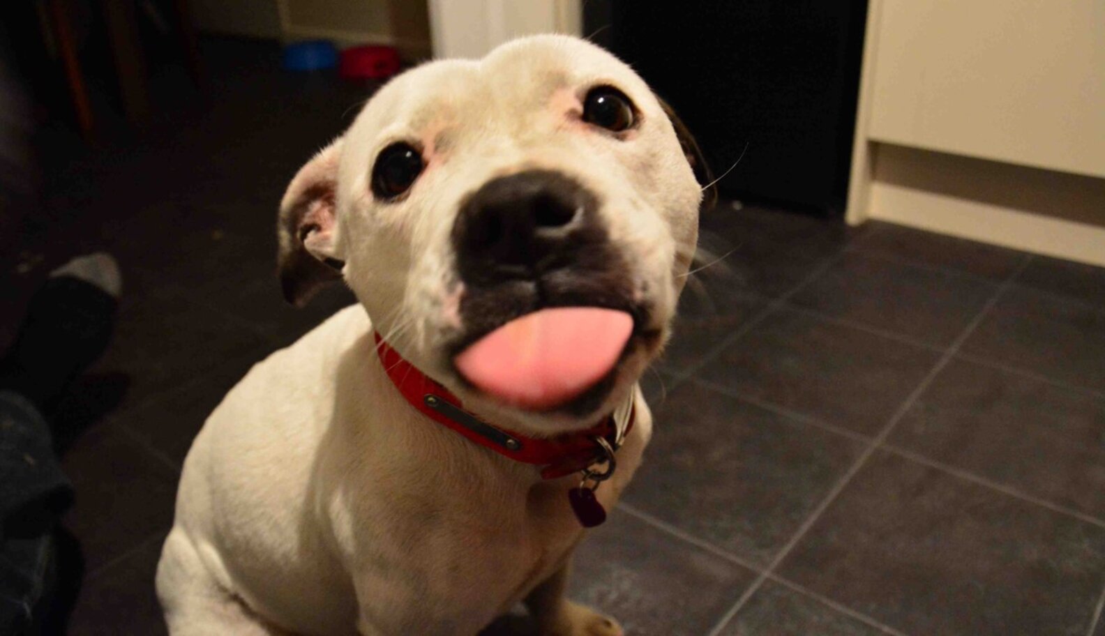14 Stages Of Your Dog's Peanut Butter Addiction The Dodo
