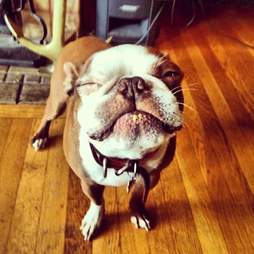 14 Stages Of Your Dog S Peanut Butter Addiction The Dodo