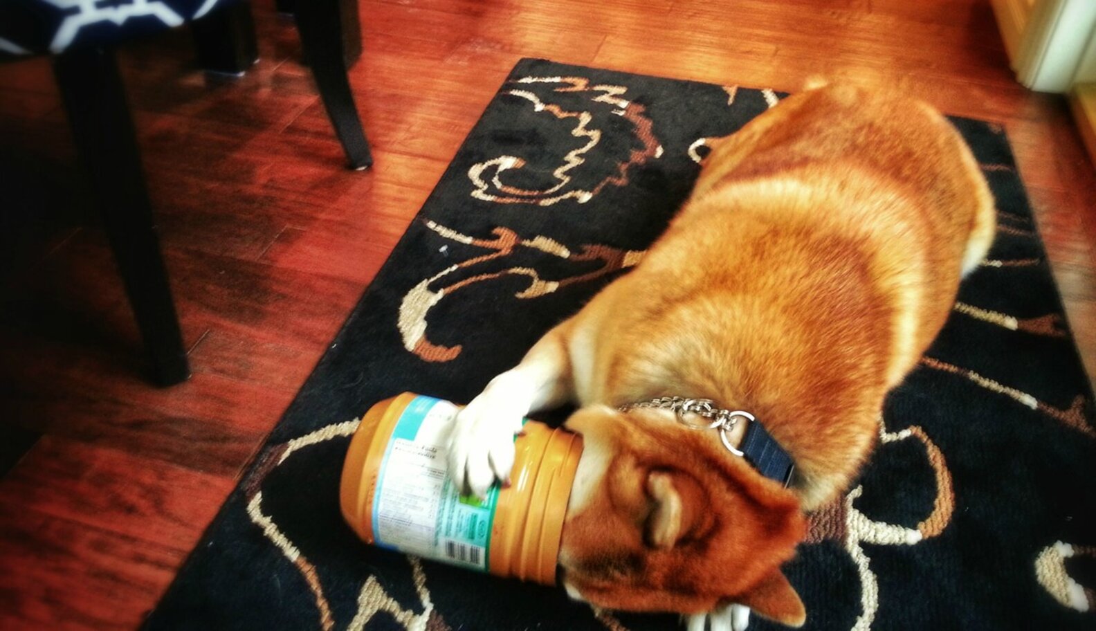 14 Stages Of Your Dog's Peanut Butter Addiction The Dodo