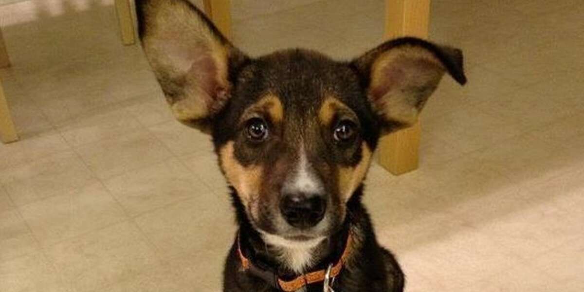 do puppies ears grow