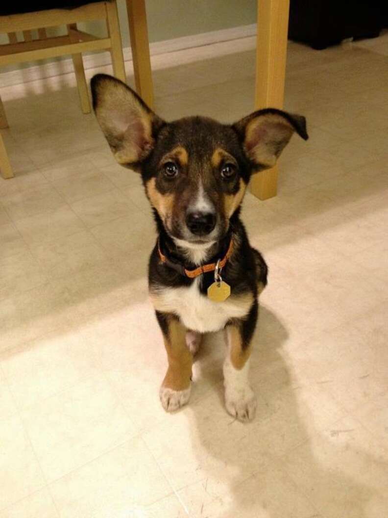 do puppies ears grow