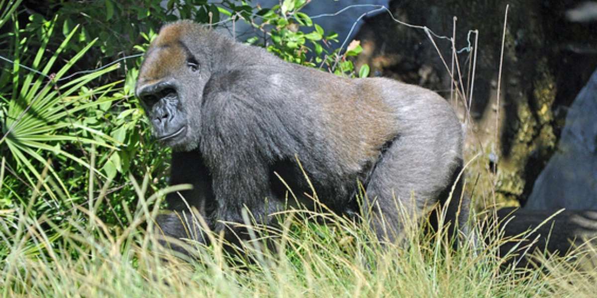 What Do Zoos Do For Conservation? The Dodo